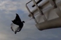 The Salmon Cannon