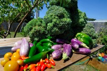 5 Gardening Apps For Android